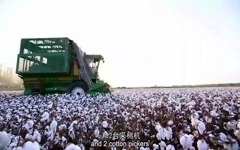#万人说新疆# 沙雅棉农向世界发出邀请：欢迎来新疆摘棉花！