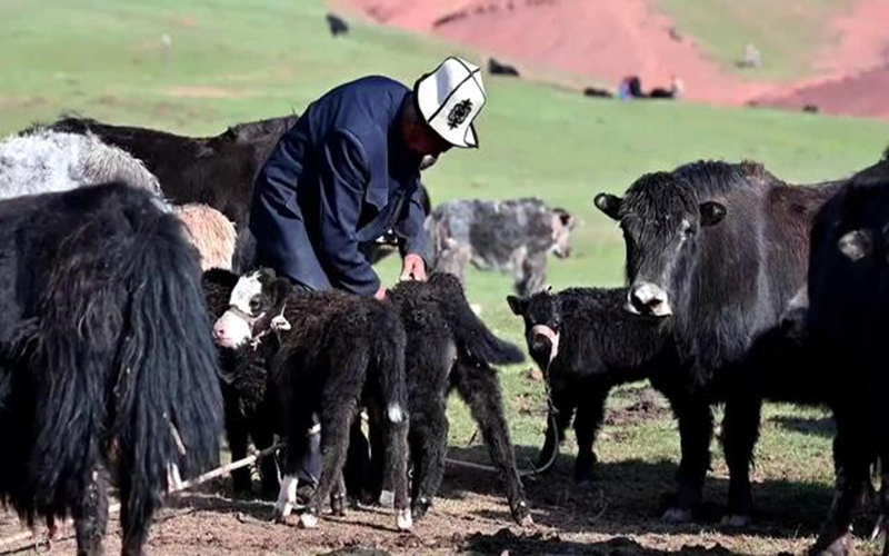 万人说新疆丨玉其塔什草原上的游牧生活