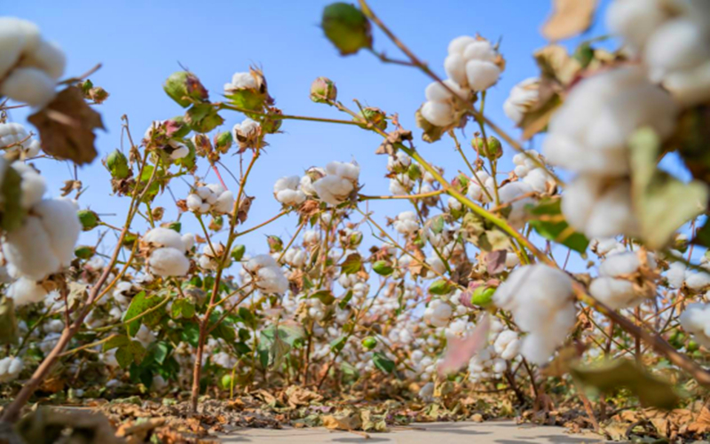 达人西游｜新疆棉花怎么样？达人们告诉你