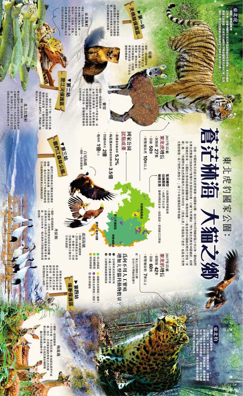 ﻿東北虎豹國家公園：蒼茫林海 大貓之鄉