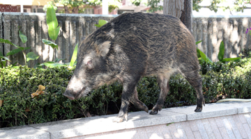 林鄭：野豬橫行帶來安全風險 考慮提高違法飼喂刑罰