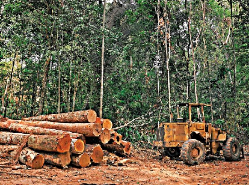 ﻿亞馬遜雨林砍伐率升22% 15年來最嚴重