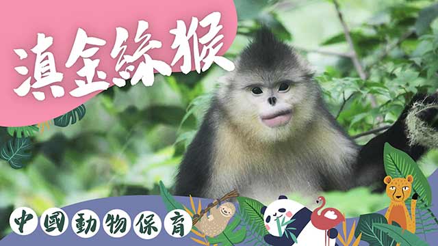 唯一会笑的灵长类动物——“雪山精灵”滇金丝猴
