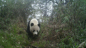 我国确定生物多样性保护目标 大熊猫等珍稀动物将野化放归