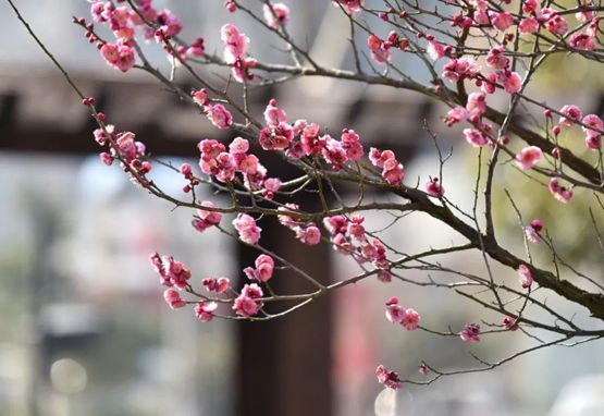 安徽巢湖：「梅」景如畫 靚麗迎春
