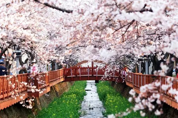 日本各地迎櫻花季 東京櫻花開放較往年平均早4天