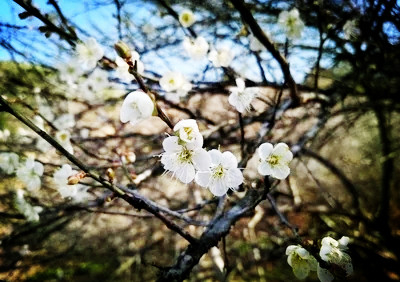 春天等杏花