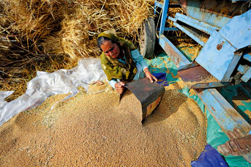 ?北美旱災印度高溫 難填補小麥缺口
