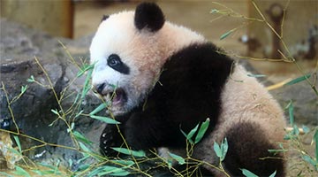 日本再次推遲送回人氣大熊貓香香 比原定日期晚半年