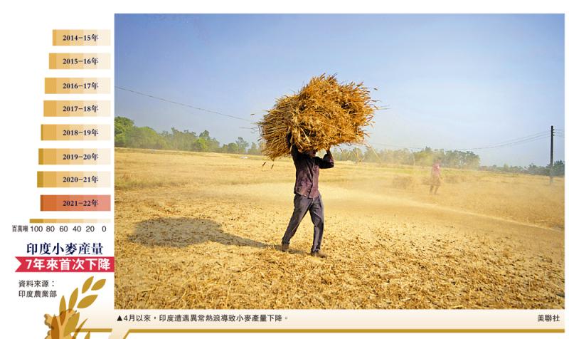 ?雪上加霜\印度突禁小麥出口　加劇全球糧荒