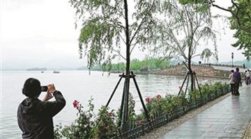 杭州市委書記為西湖柳樹移栽事件致歉