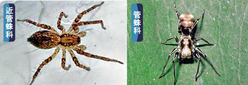 ﻿香港首次发现 罕见“黔舌”蜘蛛