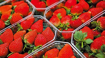 ?美国多州出现不明甲肝疫情 当局调查疑与草莓有关