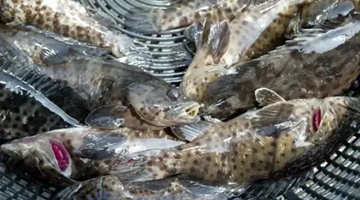 大陆暂停台湾石斑鱼输入被台当局抹黑 台渔民抖出内幕