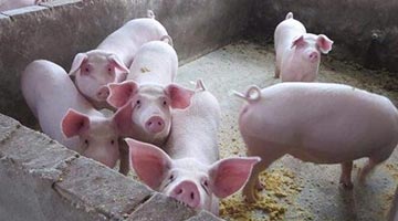 國家發改委密集出手穩豬價 業內預計6月份CPI或升至2.4%