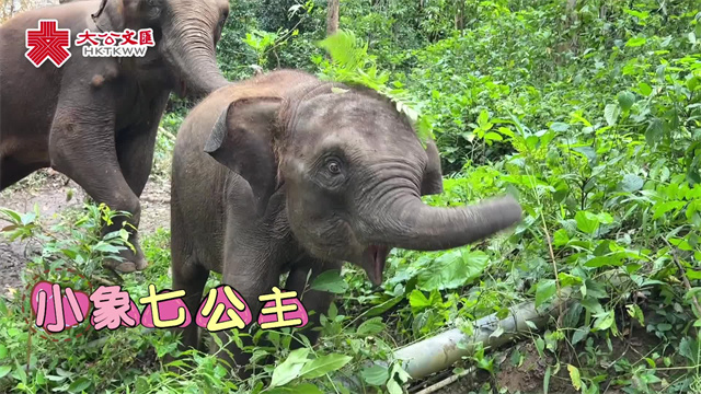 “象生”自在！走近亞洲象繁育救助中心 小象“七公主”賣萌撒嬌