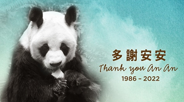 香港海洋公園大熊貓安安離世