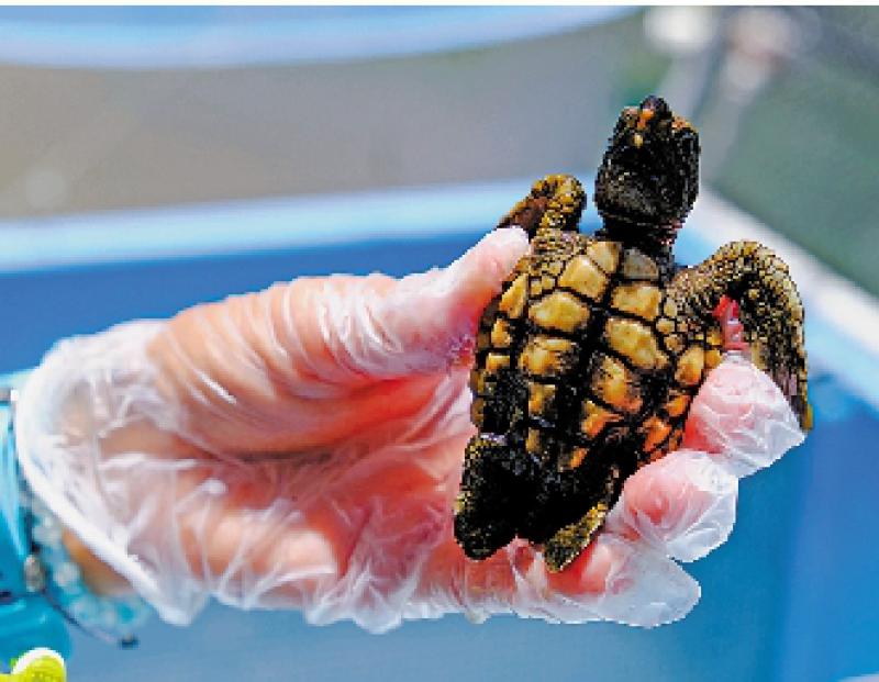 ?氣候變暖 佛州新生海龜全為雌性