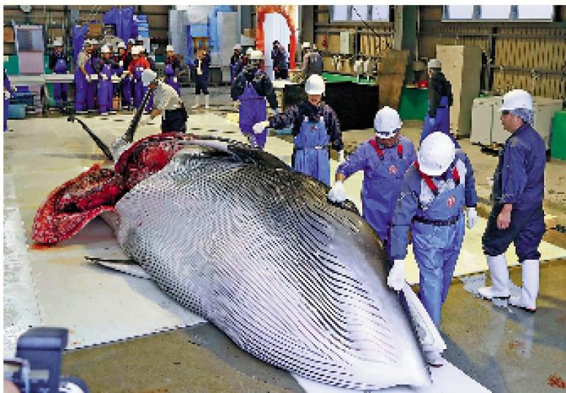 ?需求低補貼少 日本捕鯨業蕭條