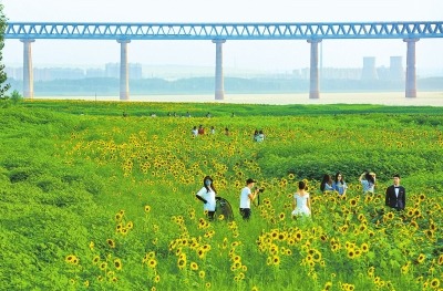 黄河岸边千亩葵花竞相开放