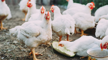 荷蘭再度暴發禽流感疫情 約4萬只家禽被撲殺