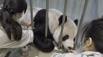 贈臺大熊貓“團團”病情惡化 園方：將以舒緩照護方式照顧