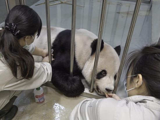 赠台大熊猫“团团”病情加重 台北动物园申请大陆专家赴台