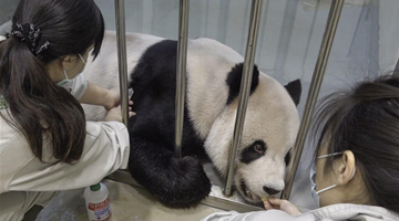 贈臺大熊貓“團團”病情加重 臺北動物園申請大陸專家赴臺