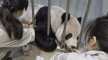 臺“農委會”稱大陸可拿回生病熊貓被痛批