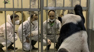 大陆专家：赠台大熊猫“团团”病情稳定 病因仍未确定