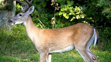 新冠病毒鹿传人证据出现 白尾鹿体内检测出病毒新变种
