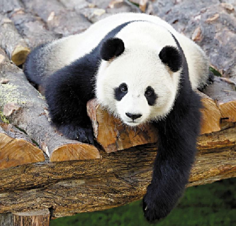 ?大熊猫“四海”与香港渊源深