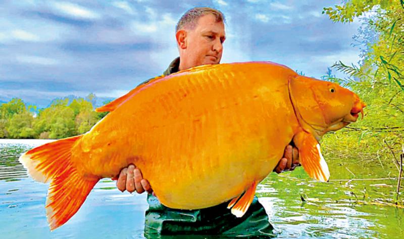 英国男子钓获30公斤重金鱼 或创世界纪录