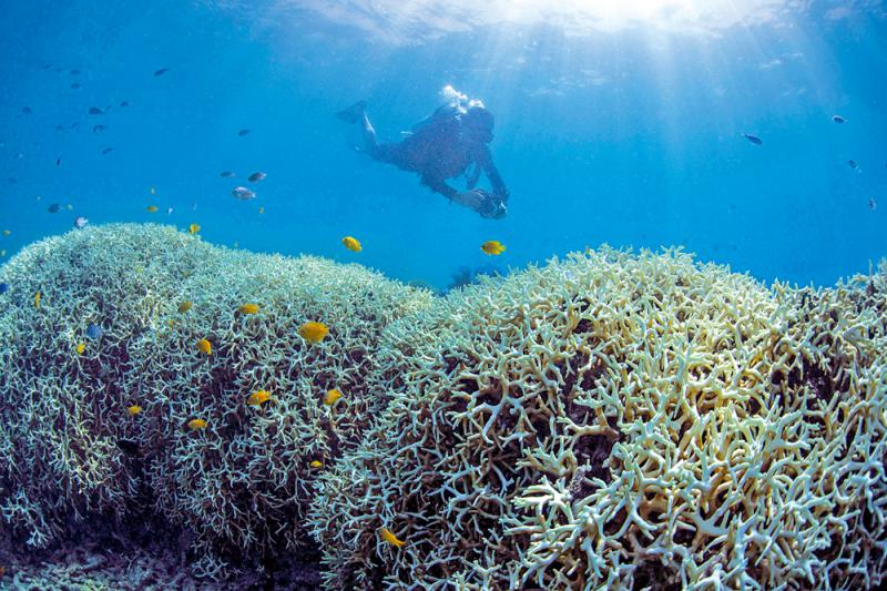 ?鱼与熊掌/澳洲反对大堡礁列“濒危”惹争议