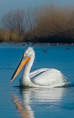 国家一级保护鸟类白头鹤首次在河北衡水湖“越冬”