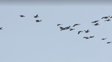 韩军出动20架军机追捕“越境无人机” 逼近一看是群鸟