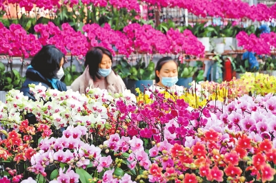 郑州花卉市场鲜花俏销