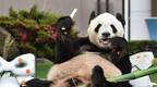 旅日大熊貓永明及其雙胞胎女兒將于2月22日回國