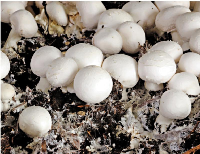 ?白蘑菇抗衰老有益心脏