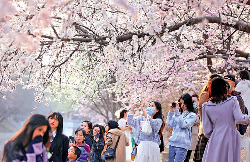 ﻿花開賀盛會 春色滿京城