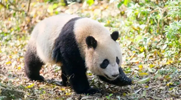 大熊猫“宝新”确认离世 官方公布初步诊断