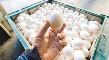 持续缺蛋！台农业部门拟四五月各进口3000万颗鸡蛋补足