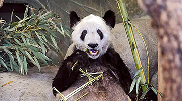﻿旅美大熊猫“丫丫”回国 最快今日抵达上海