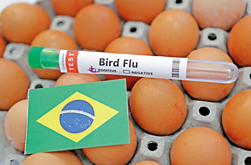 ﻿巴西進入緊急狀態應對禽流感