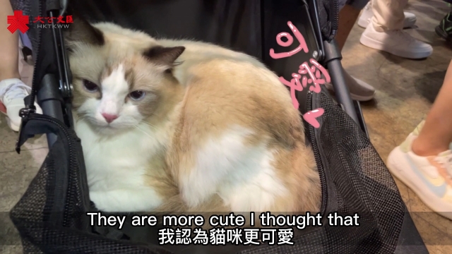 你点港｜“香港猫迷博览会2023”见证“毛孩爸妈”笑与泪