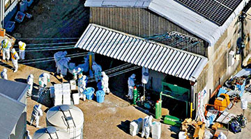﻿日本再爆禽流感 扑杀超过7万只鸡