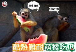 酷熱難耐 萌猴吃瓜