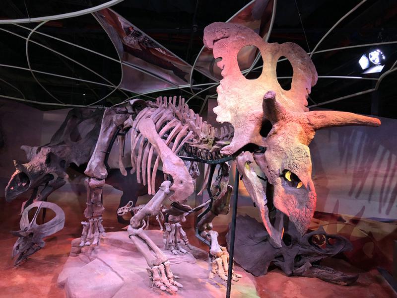 恶魔角龙的化石图片