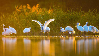 ﻿大湾区拟建生态廊 保护珍稀水鸟