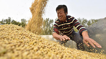 扩种增产中国优质大豆复苏 政策护航农民喜丰收荷包胀